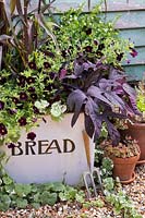 Floral arrangement in vintage Bread tin with Bacopa 'Snowflake', Pennisetum glaucum 'Purple Majesty', Ipomoea batatas 'Bright Ideas Black' and Calibrachoa 'Can-Can Black Cherry'