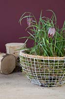Decorative Spring basket with Fritillaria meleagris