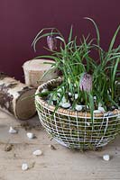 Decorative spring arrangement with Fritillaria meleagris in basket