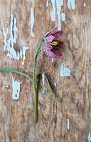 Fritillaria meleagris laying on rustic wooden surface