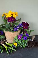 Spring arrangement with Hyacinths, Viola, minature Daffodils and Primula
