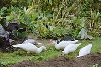 Young Muscovy Ducks foraging for slugs in a vegetable garden, Wales, UK