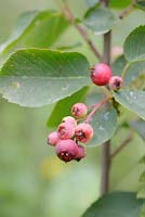 Amelanchier alnifolia, Juneberry or Saskatoon 'Smoky' berries, Wales, UK