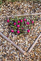 Tulipa humilis Violacea Group black base