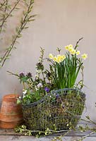 Spring decorative Floral arrangement with miniature Daffodils and Moss