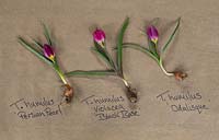 Tulip humilus 'Persian Pearl', Tulip humilus violacea 'Black Base' and Tulip humilus 'Odalisque'