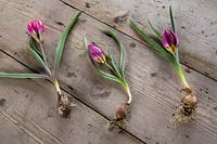 Tulip humilus 'Persian Pearl', Tulip humilus violacea 'Black Base' and Tulip humilus 'Odalisque' on wooden surface