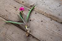 Tulip humilus violacea 'Black Base' on wooden surface