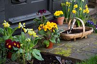 Spring arrangement with Violas and miniature Daffodils