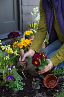 Woman planting Primulas into Spring border