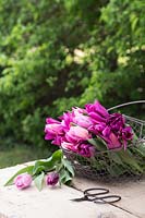 Floral arrangement in wire basket with Tulipa 'Candy prince', Tulipa 'Negrita Double', Tulipa 'Claudia', Tulipa 'Passionale' and Tulipa 'Purple Dream'
