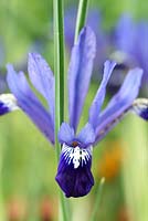 Iris reticulata 'Fabiola'  