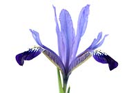 Iris reticulata 'Fabiola'  
