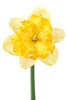 Narcissus 'Blazing Starlet'. Daffodil Div 11a  Split-corona Collar 