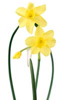 Narcissus 'Sabrosa' AGM - Daffodil Div. 7 Jonquilla 
