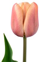 Tulipa 'La Belle Ã©poque' - Double Early Group  Syn. 'La Belle epoque'  
