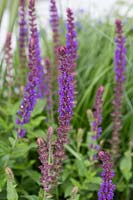 Salvia - purple spires in Summer