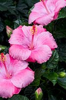 Hibiscus rosa-sinensis Tradewindsâ„¢ Tye-Dye Wind