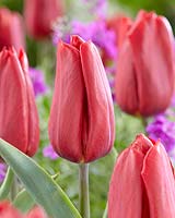 Tulipa 'Killing Love'