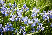 Iris sibirica 'Perry's Blue'