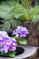 Hydrangea on table in a pot with fake fern in the back ground. Hackney garden London 
