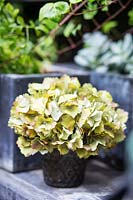 Fake silk Hydrangea on table in a pot. Hackney garden London