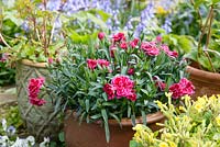 Red and pink Dianthus in a clay pot