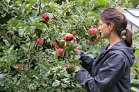 Woman picking apples in late Summer - Malus 'Discovery'
