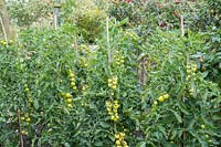 Solanum lycopersicum 'Mountain Magic' blight resistant.

