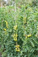Solanum lycopersicum 'Mountain Magic' blight resistant.