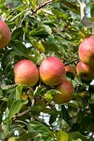 Malus 'Cox's Orange Pippin', dessert apple