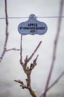 Malus - Frosty Apple St Edmunds Russet 1875 sign, Bridge End Garden.