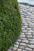 Cobbled path with Domed box topiary in the Courtyard Garden at Bury Court Gardens, Hampshire, UK. Designed by Piet Oudolf and John Coke.