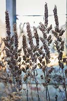 Veratrum nigrum, black false hellebore, seedheads in winter