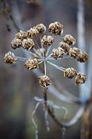 Ferula communis, giant fennel, seed heads in winter
