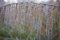 Datisca cannabina, false hemp, seed head in winter, Hampshire, UK.
