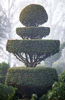 Yew topiary in Charlotte and Donald Molesworth's garden, Kent, UK.