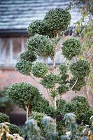Cloud pruned Buxus sempervivens 'Myosotidifolia'