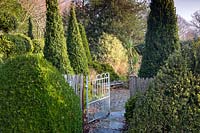 Box cone topiary in Charlotte and Donald Molesworth's garden, Kent, UK.