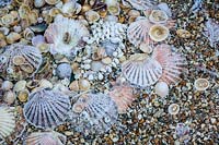 Seashells and shingle covered in frost.
