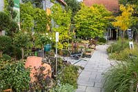 The outdoor sales area with hardy plants and terracotta containers. Plants include Gleditsia triacanthos 'Sunburst', Acer cappadocicum 'Aureum' and Wisteria