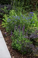 Border with mixed planting including Salvia and Veronica