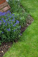 Border with blue Veronica and bark mulch