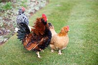 Free range chickens in garden