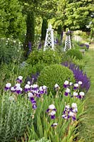 Border with Iris 'Braithwaite', Salvia 'Mainacht', clipped Buxus, Delphinium and decorative wooden obelisks with Clematis 