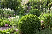Buxus balls either side of pathway in summer beds