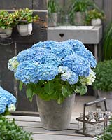 Hydrangea macrophylla 'Forever and Ever'