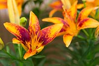 Lilium 'Orange Sensation' - Dwarf Asiatic Lily