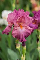 Iris 'Hortensia Rose'