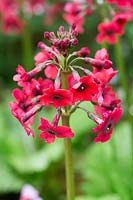 Primula japonica 'Millers Crimson'